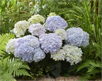 Доппио Адзурро (Hydrangea macrophylla Doppio Azzurro) 3252