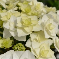 Доппио Бьянко (Hydrangea macrophylla Doppio Bianco) 3253