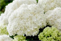 Доппио Фредо (Hydrangea macrophylla Doppio Fredo) 3255