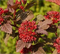 Дьябле Д'Ор (Physocarpus opulifolius Diable d'Or) 3259