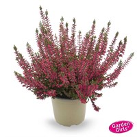 Дэнни (Calluna vulgaris Danny) 3260