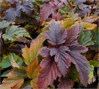 Ждеховице (Physocarpus opulifolius Zdechovice) 3265