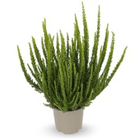 Зелия (Calluna vulgaris Zelia) 3270
