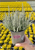 Зилли (Calluna vulgaris Zilly) 3275