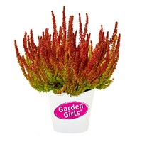 Зое (Calluna vulgaris Zoe) 3280