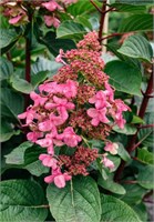 Инфинити , Living® (Европа) (Hydrangea paniculata Infinity) 3289