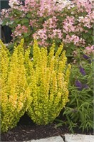 Йеллоу Тауэр (Berberis thunbergii Yellow Tower) 3294