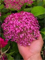 Кандибелле Вайнгам (Hydrangea arborescens Candybelle Winegum) 3304