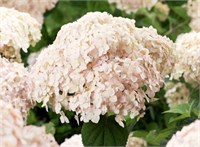 Кандибелле Маршмеллоу (Hydrangea arborescens Candybelle Marshmellow) 3306