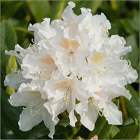 Каннингемс Уайт (Rhododendron Cunningham's White) 3313