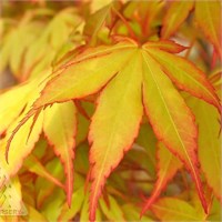 Кацура (Acer palmatum Katsura) 3329