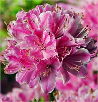 Кермезина Роуз (Azalea japonica Kermesina Rosé) 3330