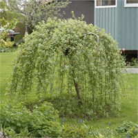 Килмарнок (Salix caprea Kilmarnock) 3332