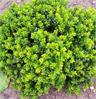 Кобольд (Berberis thunbergii Kobold) 3337