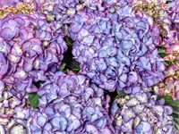 Код Роуз Пурпл (Hydrangea macrophylla Code Rose Purple) 3340