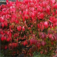 Компактус (Euonymus alatus Compactus) 3358