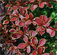 Коронита (Berberis thunbergii Coronita) 3373