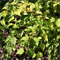 Криспа (Stephanandra incisa Crispa) 3381