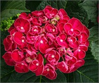 Курли Вурли Рэд (Hydrangea macrophylla Curly Wurly red) 3383
