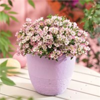Кьюти Пай (мини-роза) (Rosa Cutie Pie) 3384