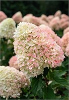 Кэнди Лав , Living® (Европа) (Hydrangea paniculata Candy Love) 3385