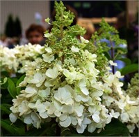Кэндлилайт (Hydrangea paniculata Candlelight) 3386