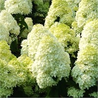 Лаймлайт (Hydrangea paniculata Limelight) 3395