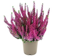 Леандра (Calluna vulgaris Leandra) 3403