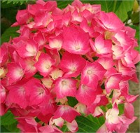 Лёйхфейер (Hydrangea macrophylla Leuchtfeuer) 3405