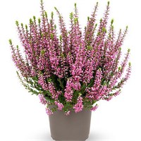 Лилли (Calluna vulgaris Lilli) 3417