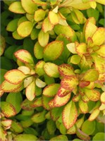 Лимончелло (Berberis thunbergii Limoncello BailErin) 3418