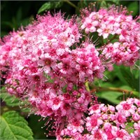 Литл Принцесс (Spiraea japonica Little Princess) 3427