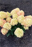 Литтл Лав , Living® (Европа) (Hydrangea paniculata Little Love) 3432