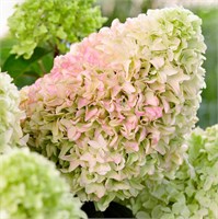 Литтл Фреско (Hydrangea paniculata Little Fresco) 3439
