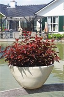 Литтл Энджел (Physocarpus opulifolius Little Angel) 3444