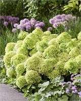 Литтл Эппл , Living® (Европа) (Hydrangea paniculata Little Apple) 3445