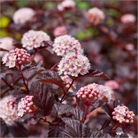 Лэди ин Рэд (Physocarpus opulifolius Lady in Red) 3455