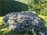 Маджик Пиллоу (Hydrangea serrata Magic Pillow) 3459