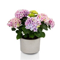 Май Бьютифул Дива (Hydrangea macrophylla My Beautiful Diva) 3464
