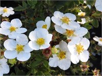 Манчу (Potentilla fruticosa Manchu) 3474