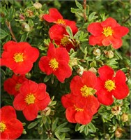 Мариан Ред Робин (Potentilla fruticosa Marian Red Robin) 3475