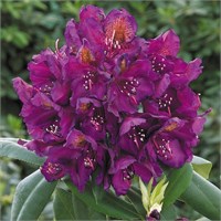 Марсель Менард (Rhododendron Marcel Menard) 3481
