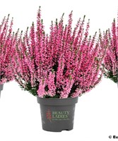 Марта (Calluna vulgaris Marta) 3482