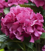 Мася (Hydrangea macrophylla Masja) 3487