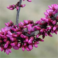 Мерло (Cercis canadensis Merlot) 3494