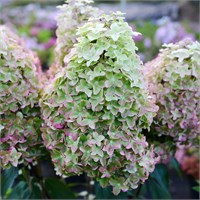 Металлика (Hydrangea paniculata Metallica) 3497