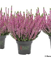 Миа (Calluna vulgaris Mia) 3498