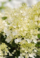 Милк энд Ханни , Living® (Европа) (Hydrangea paniculata Milk &amp; Honey) 3502