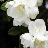 Миннесота Сноуфлэйк (Philadelphus Minnesota Snowflake) 3508