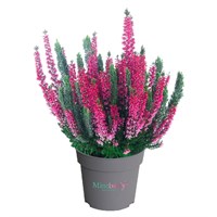 Минтберри (Скарлет-Минт) (Calluna vulgaris Mintberry (Scarlet-Mint)) 3514